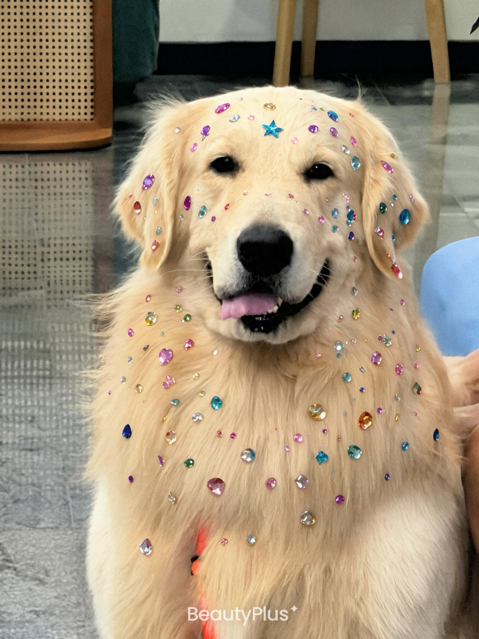 golden retriever covered in rhinestones